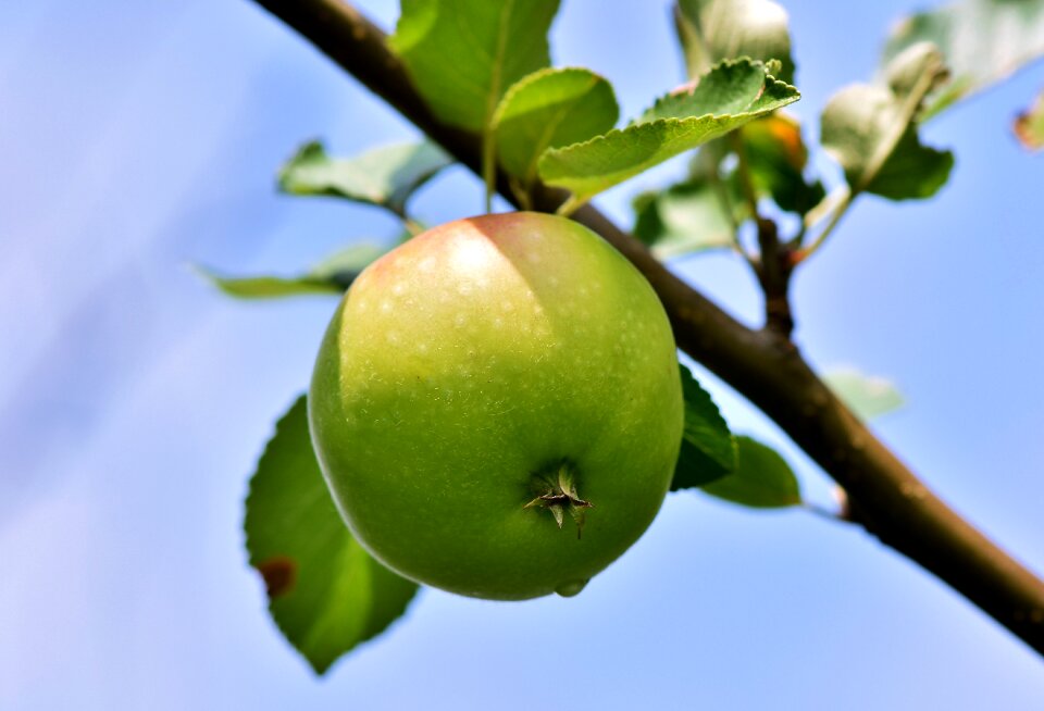 Apple orchard red branch