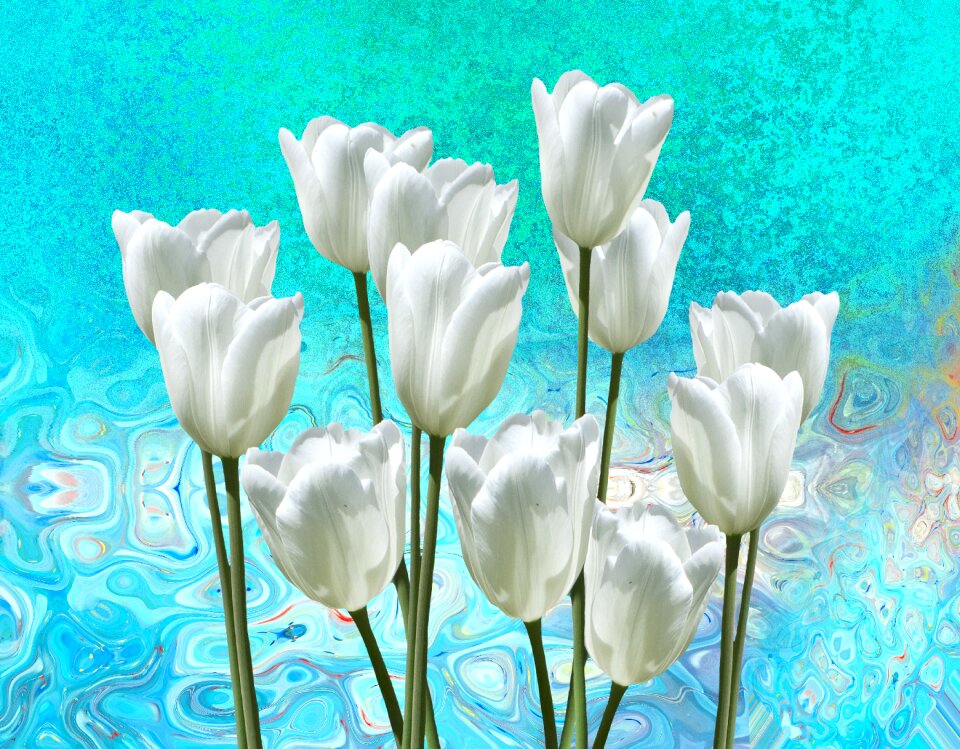 Flowers plant spring flower