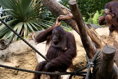 Monkey nature animal world