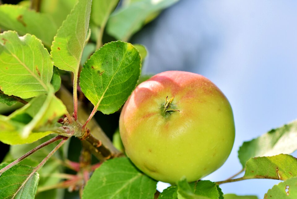 Apple orchard red branch