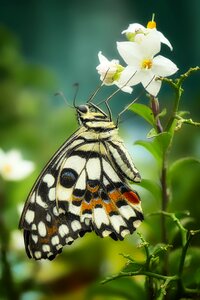 Wing animal close up photo