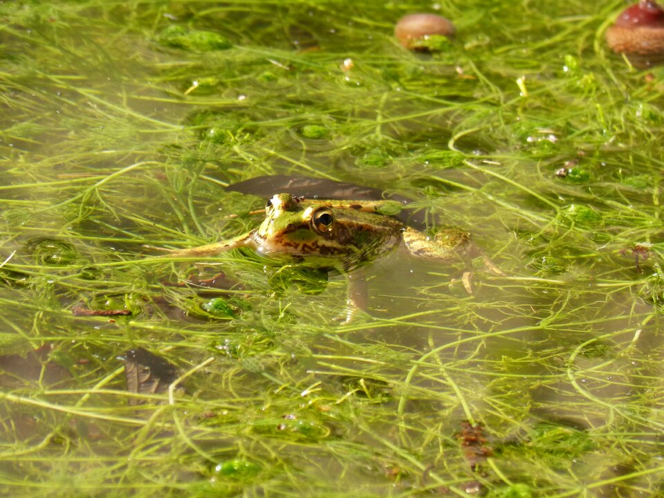 Batrachian amphibious algae
