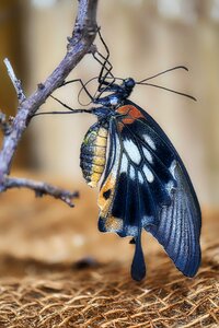 Wing animal close up photo