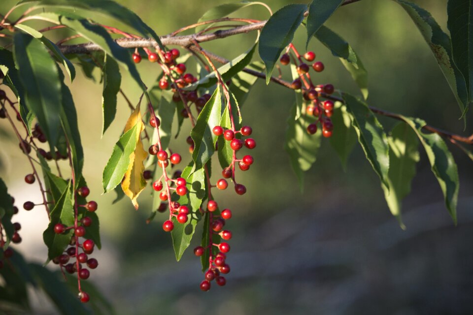 Red green beads
