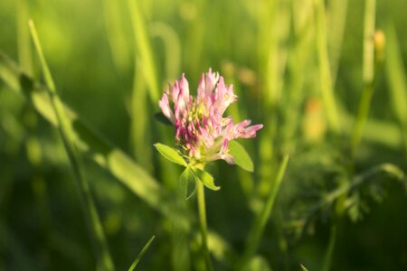Flower clover landscape