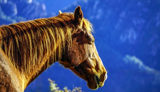 Mane animal stallion