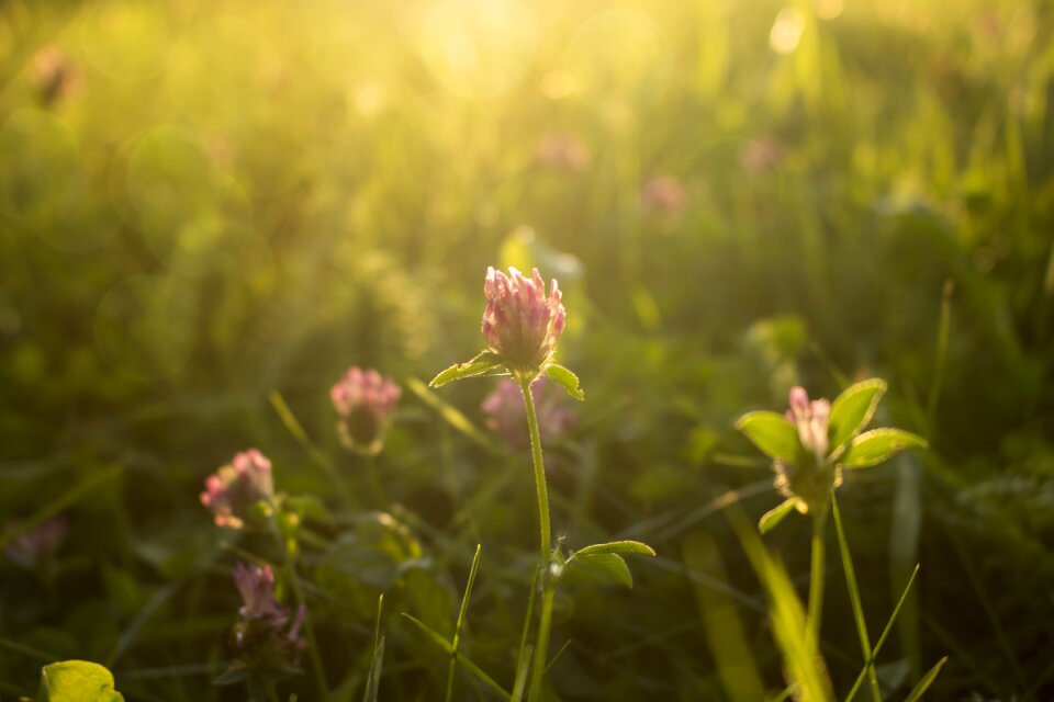 Clover landscape twilight