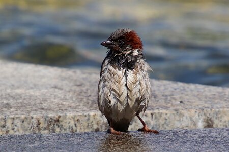 House sparrow sperling bird