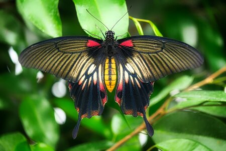 Wing animal close up photo