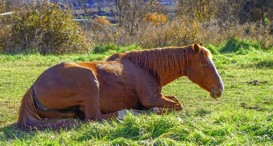 Horse riding mane mammal