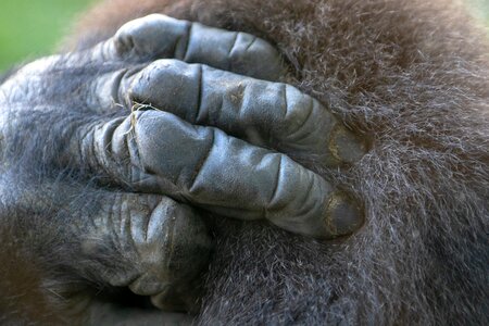 Wild animal ape hand photo