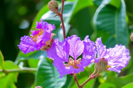 Wild flowers hua xie red photo