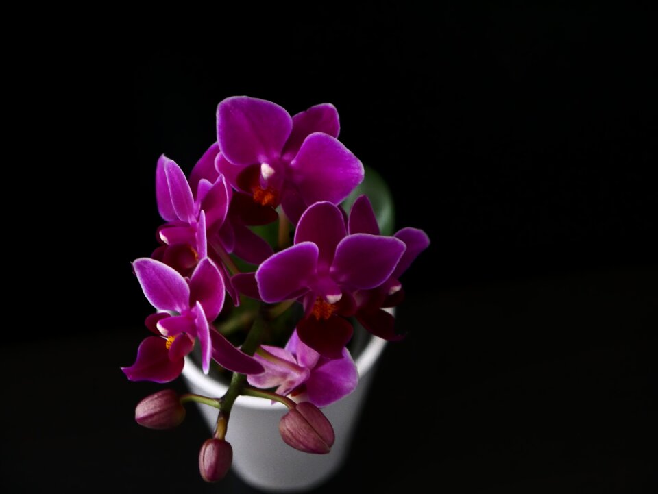 Nature blossom bloom