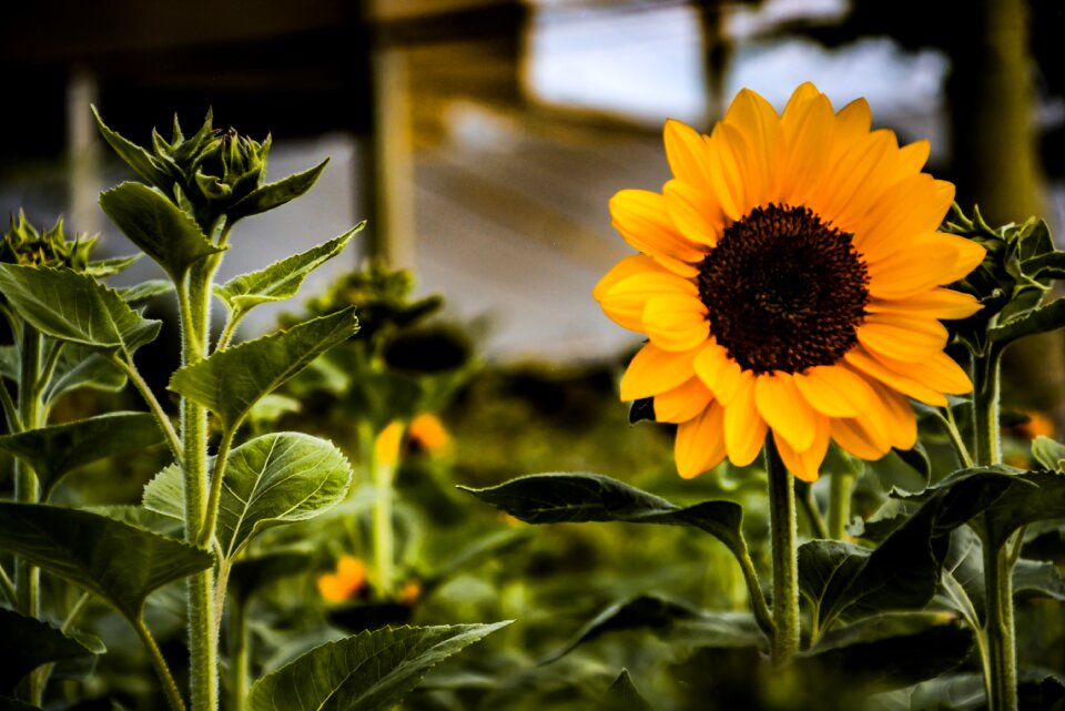 Summer leaf sunflower