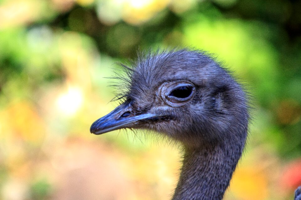 Bird ostrich bird zoo