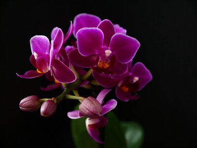 Bloom nature violet