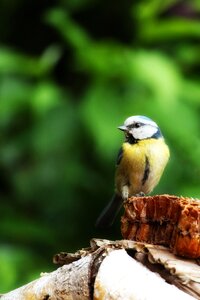 Bird feather animal photo