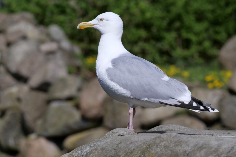 Gull water bird animal world