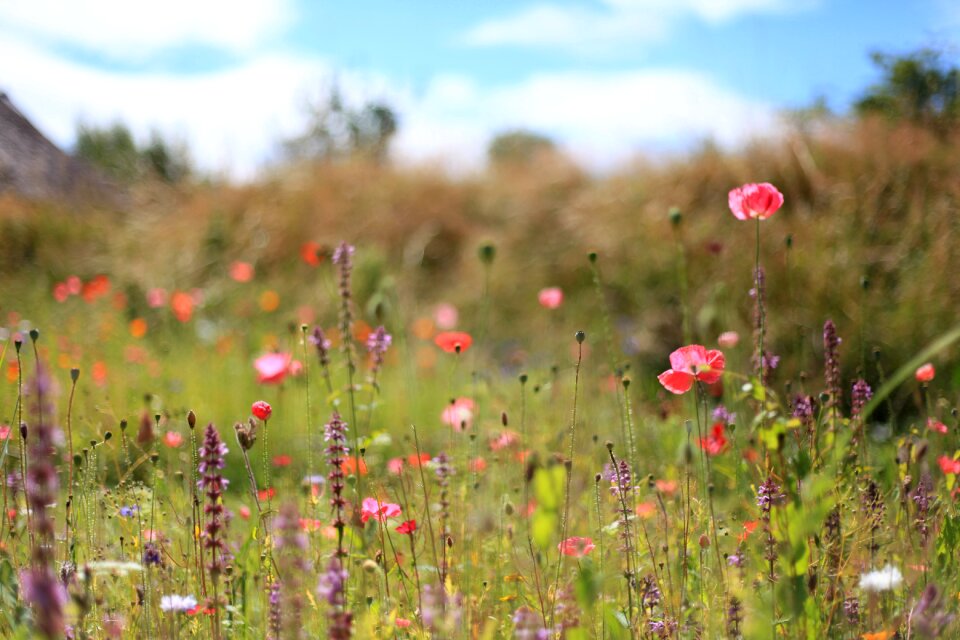 Summer flowers grass fragrance