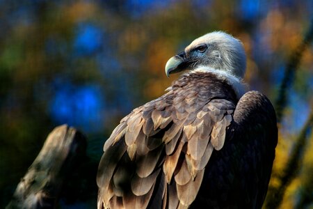 Nature plumage bill