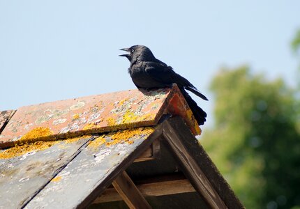 Wild dark raven