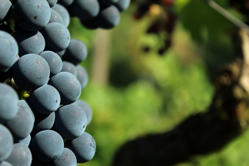 Vine fruit herb most