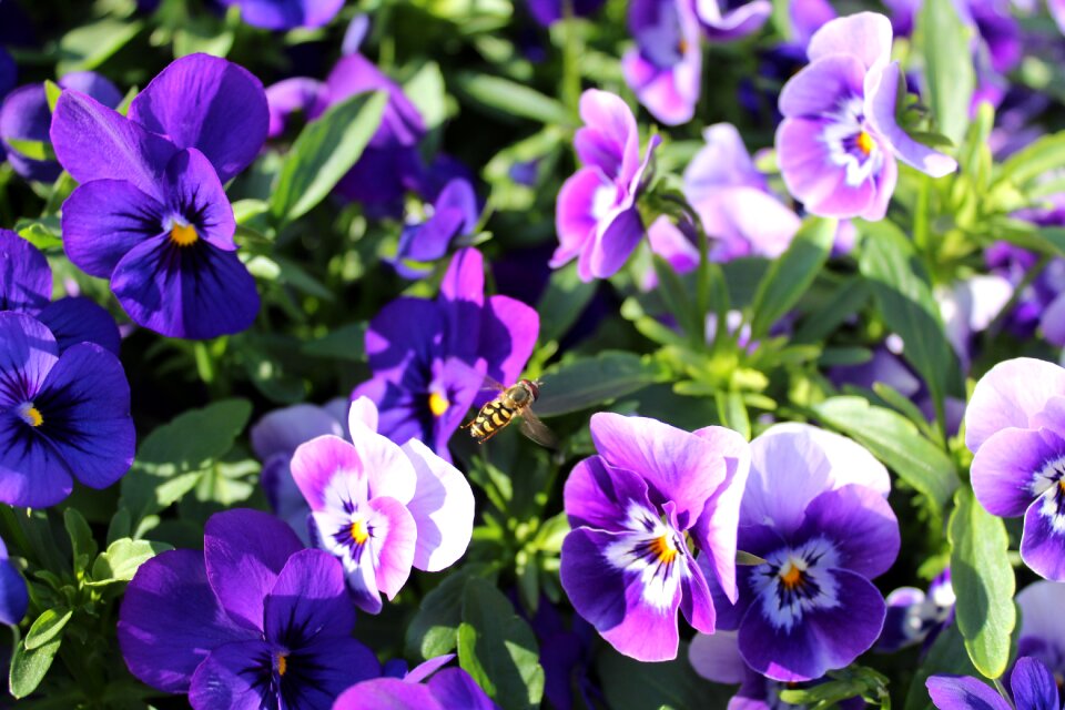 Bloom garden flora