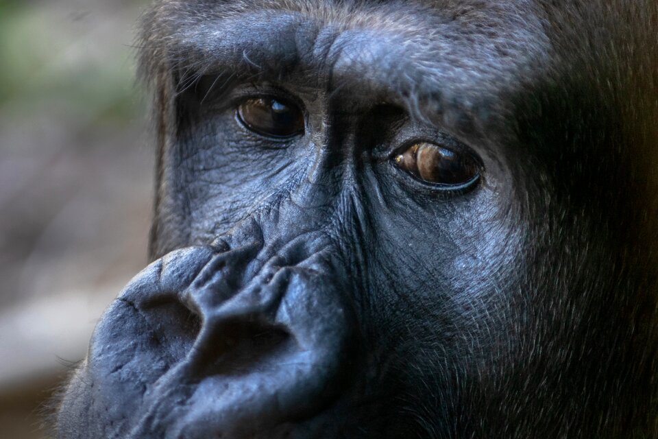 Wild animal ape mammal