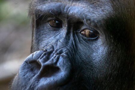 Wild animal ape mammal photo