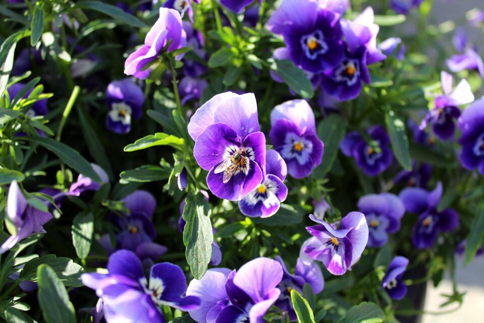 Violet fly flora