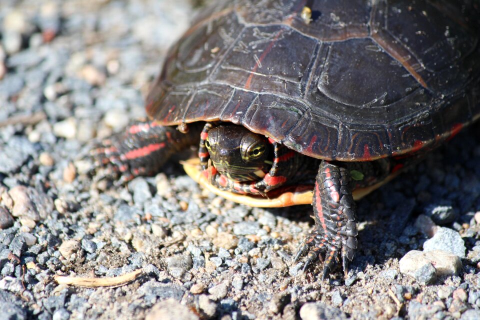 Nature slowly creature