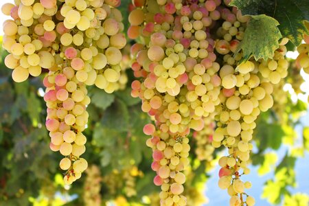 Winegrowing grapevine sweet