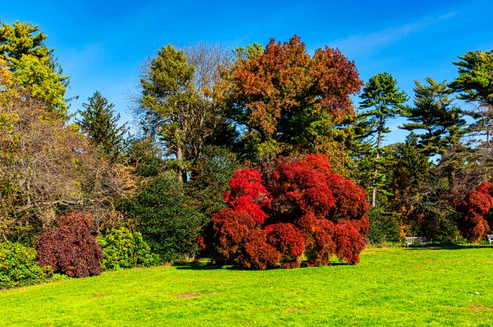 Trees nature landscape