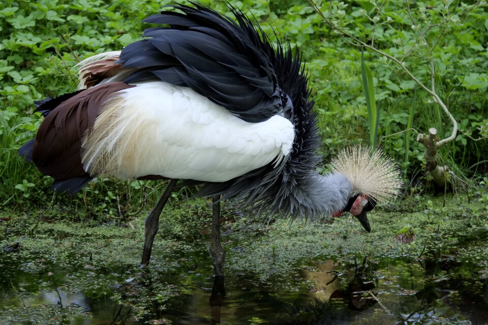 Bird feather nature