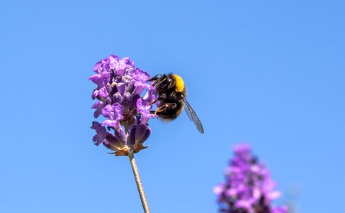Wing insect lavender photo