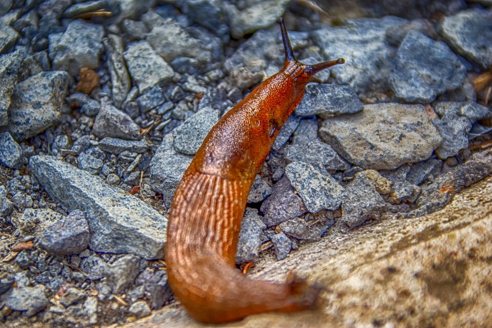 Slowly nature animal