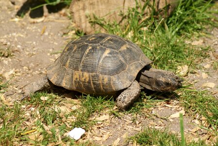 Shell wildlife animal