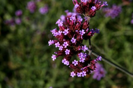 Pink purple wild flowers