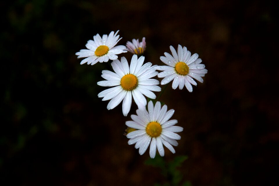 Their mums white flowers plants