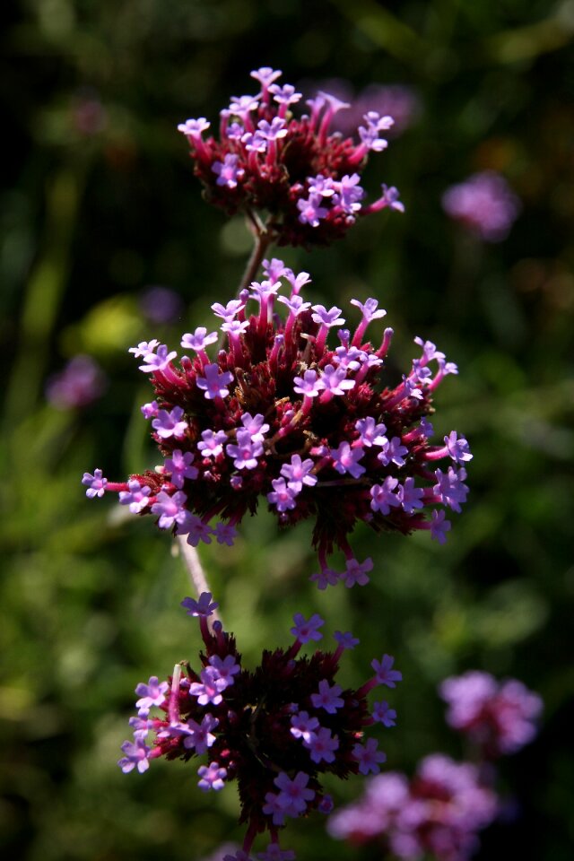 Pink purple wild flowers photo