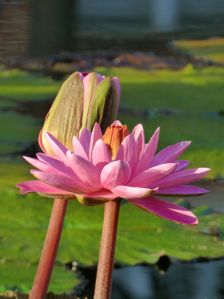 Pond waterlily flora