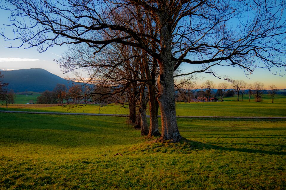 Trees tourism romantic