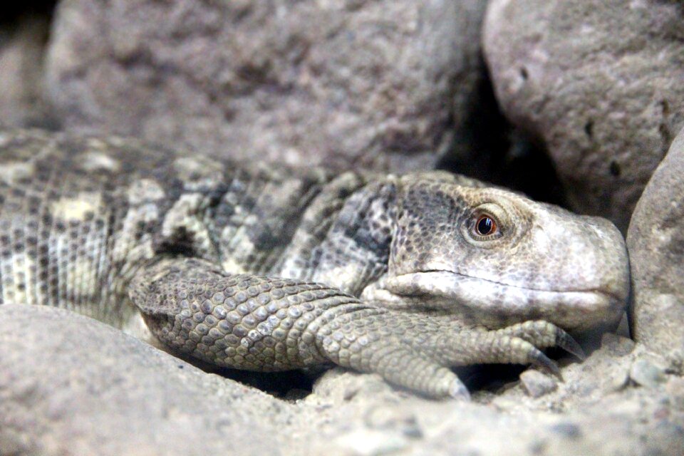 Varanus exanthematicus nature lizard