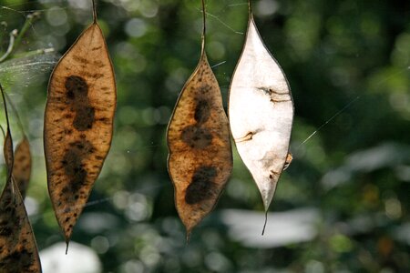 Autumn seeds brown