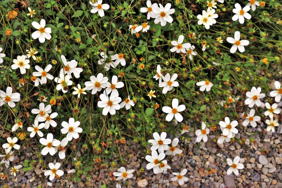 White garden plant