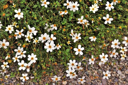 White garden plant