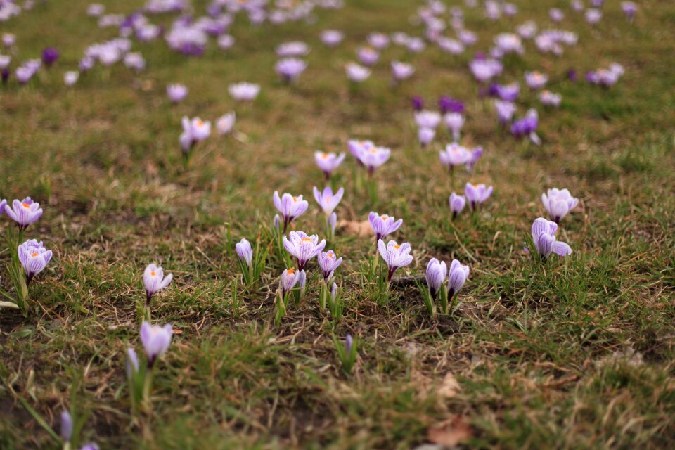 Purple flowers spring flower