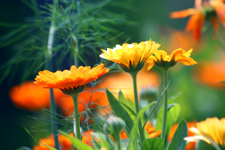 Calendula officinalis nature plant
