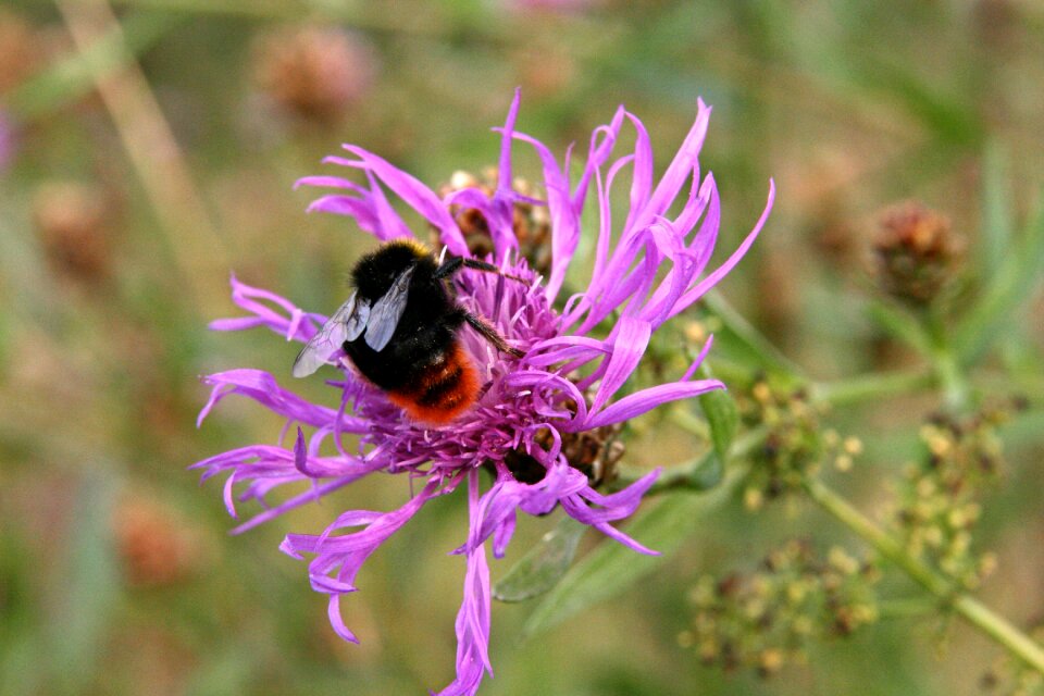 Insect hummel stone hummel