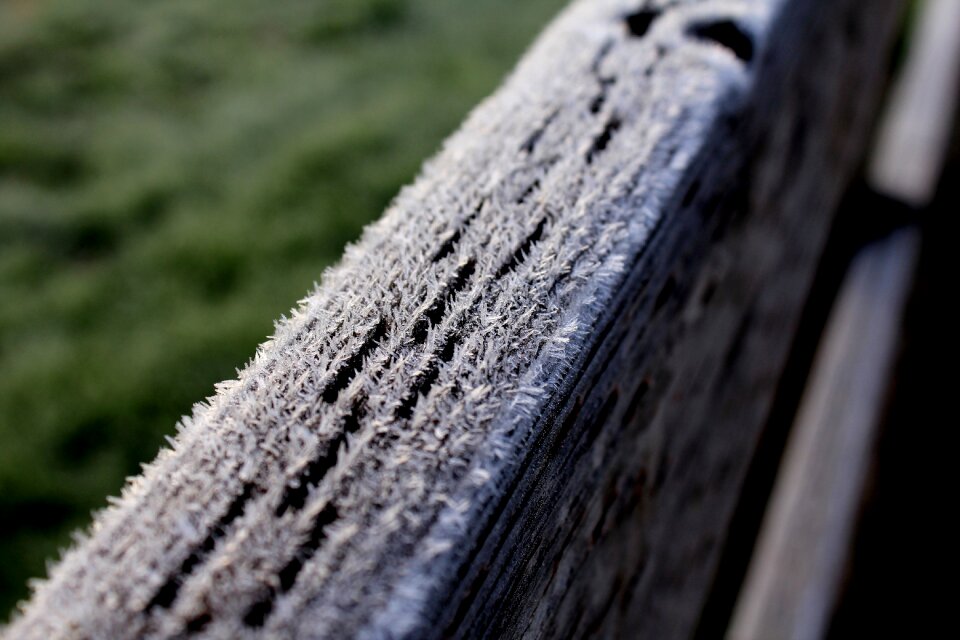 Wood grass morning